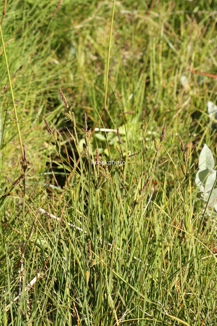 Carex nigra