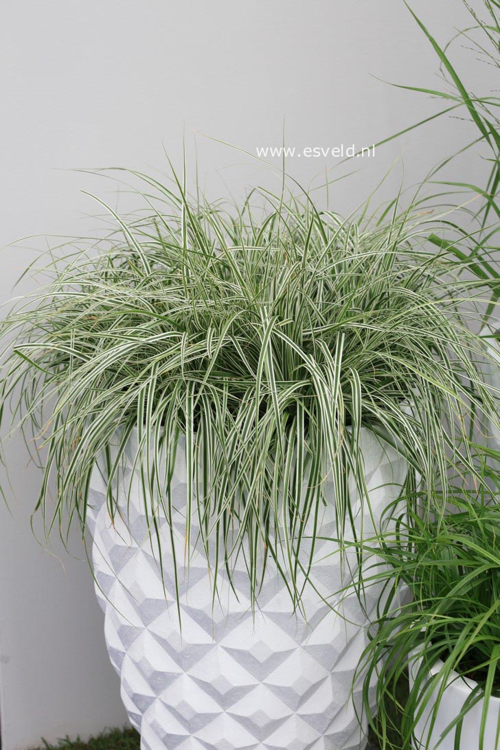 Carex oshimensis 'Fiwhite' (EVEREST)