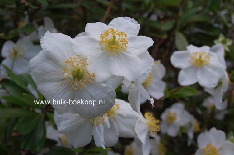 Carpenteria californica 'Bodnant'
