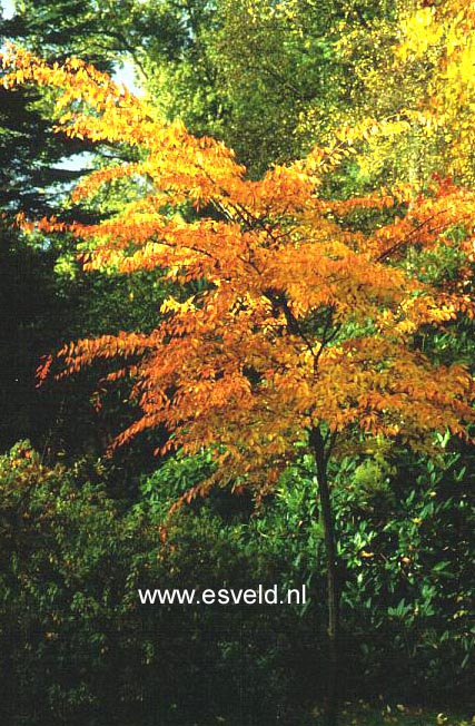 Carpinus tschonoskii