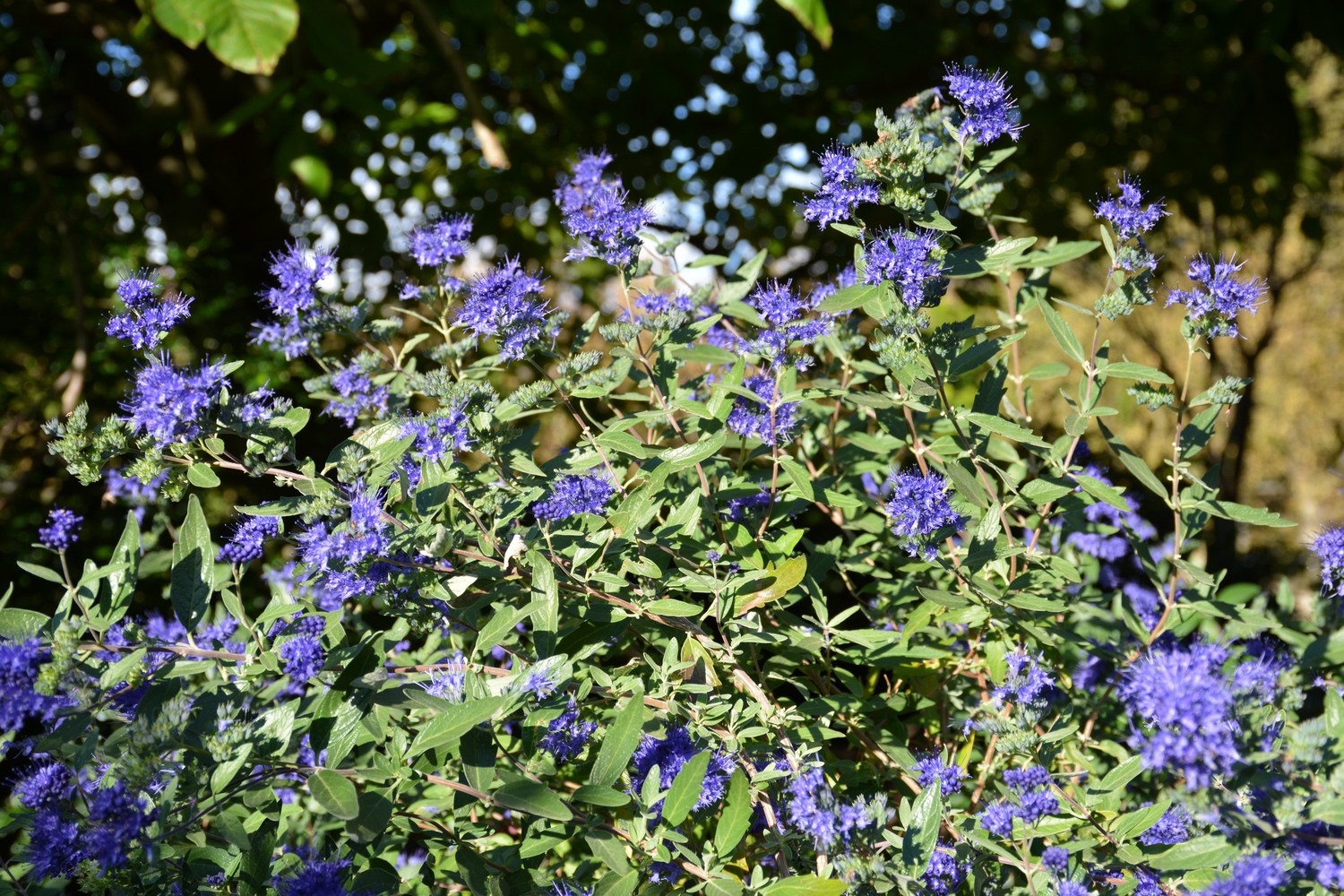 Caryopteris clandonensis 'Kew Blue'