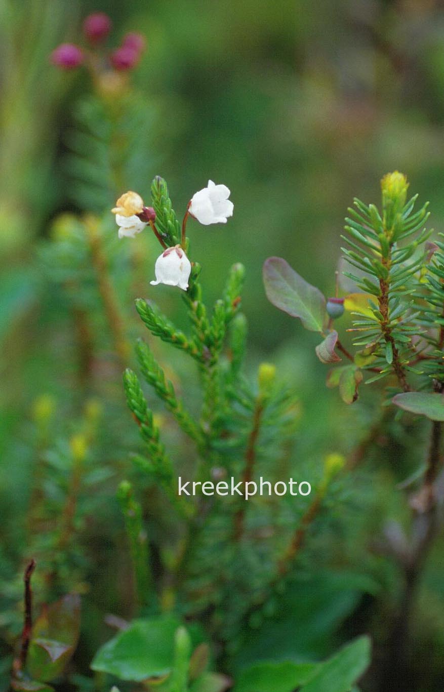 Cassiope mertensiana