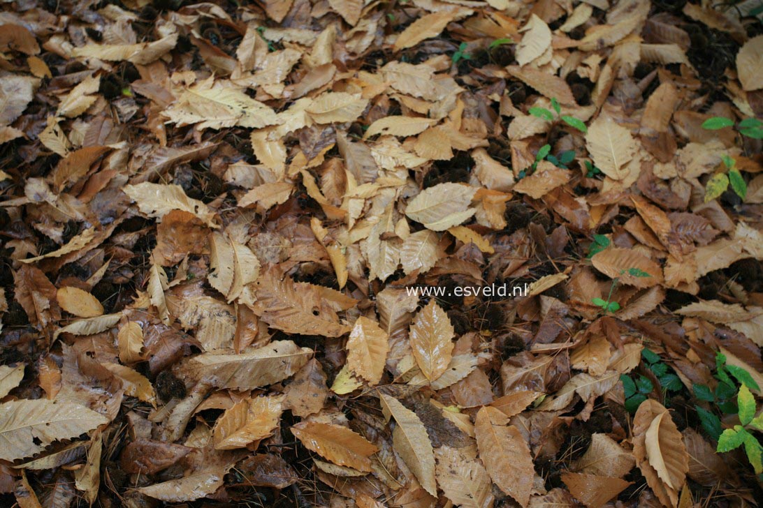 Castanea dentata