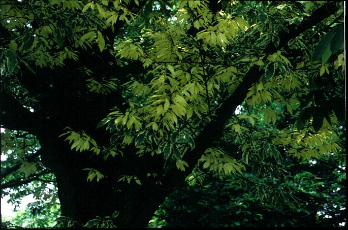 Castanea sativa 'Albomarginata'