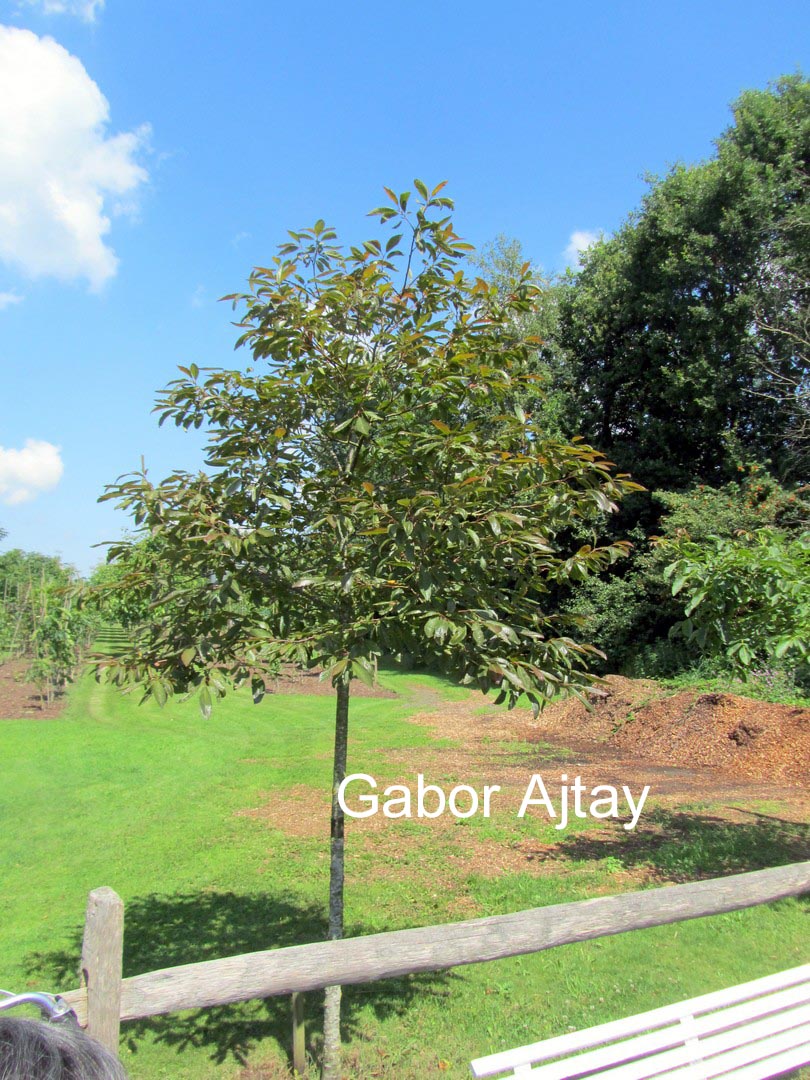 Castanea sativa 'Anny's Summer Red'