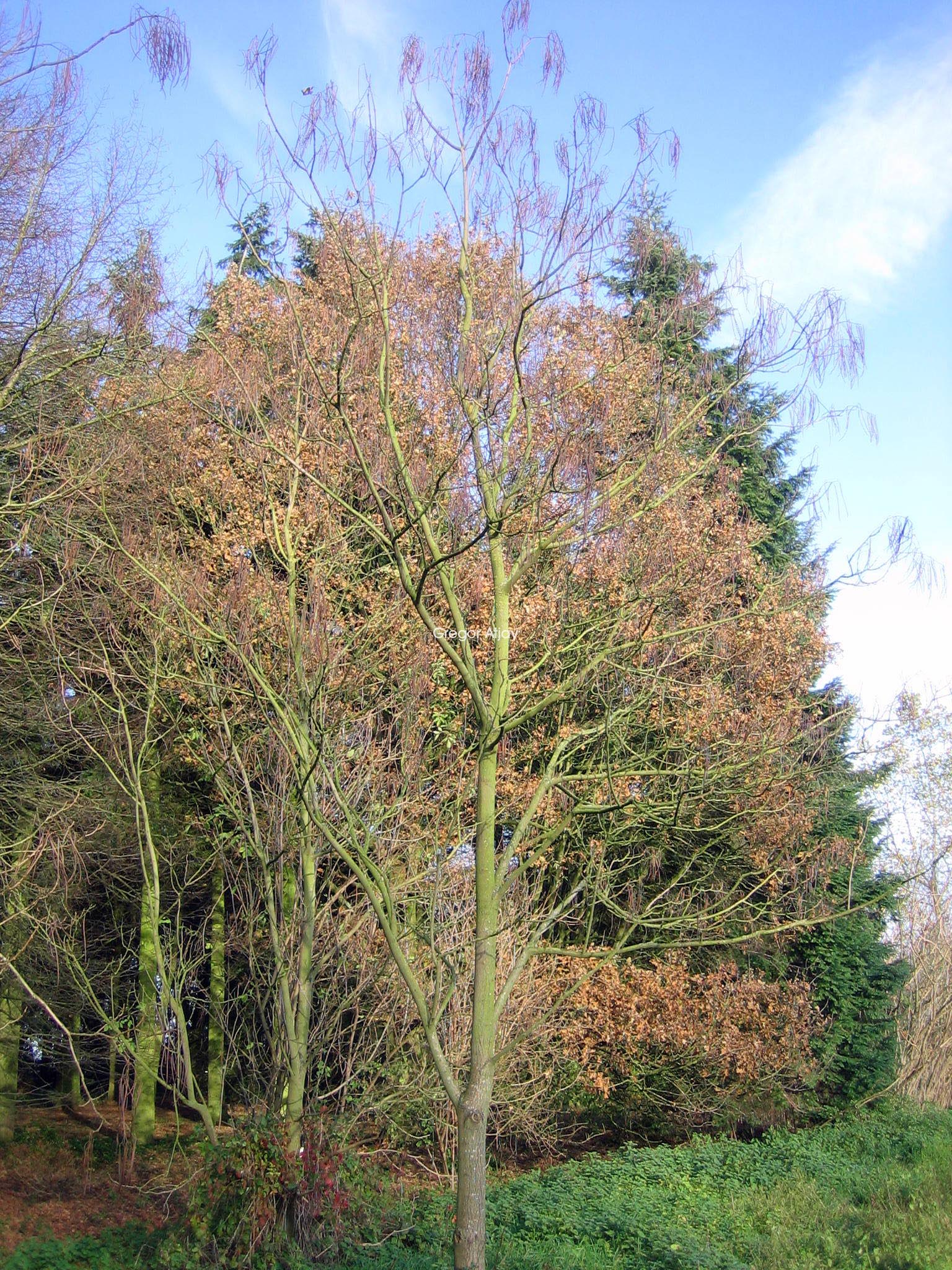 Catalpa bungei