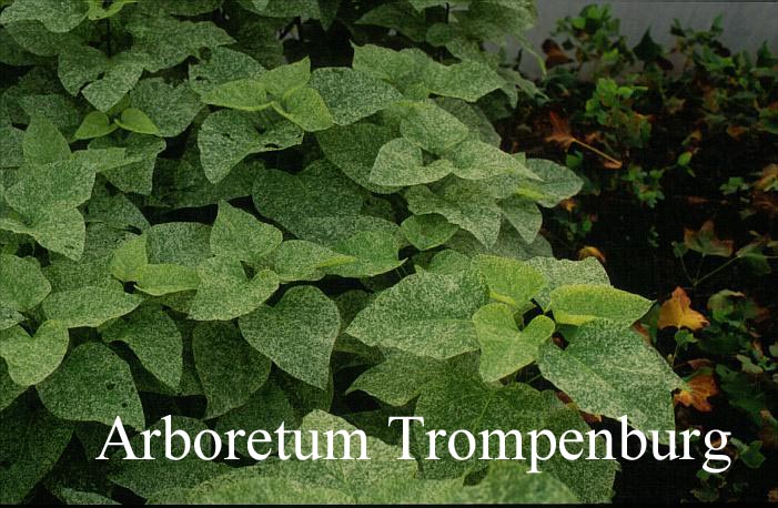 Catalpa speciosa 'Pulverulenta'