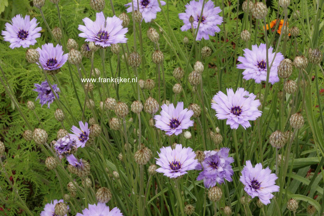 Catananche caerulea