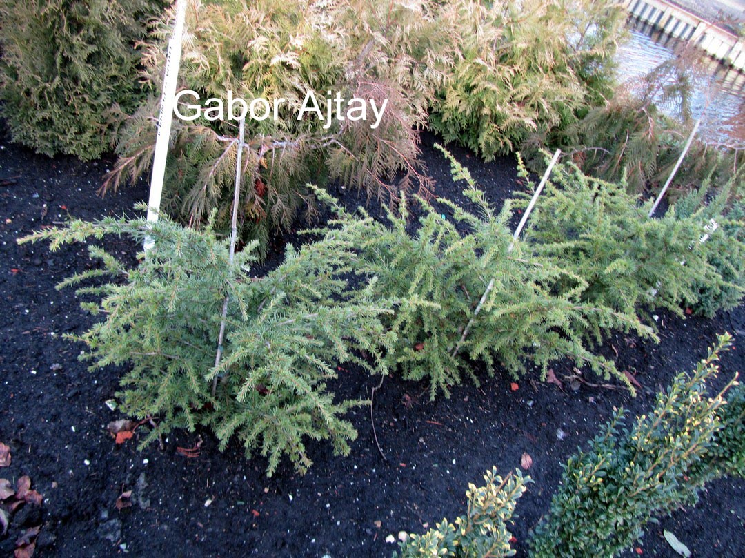 Cedrus libani 'Compacta'