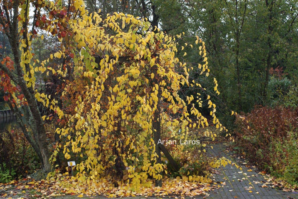 Celastrus orbiculatus 'Diana'