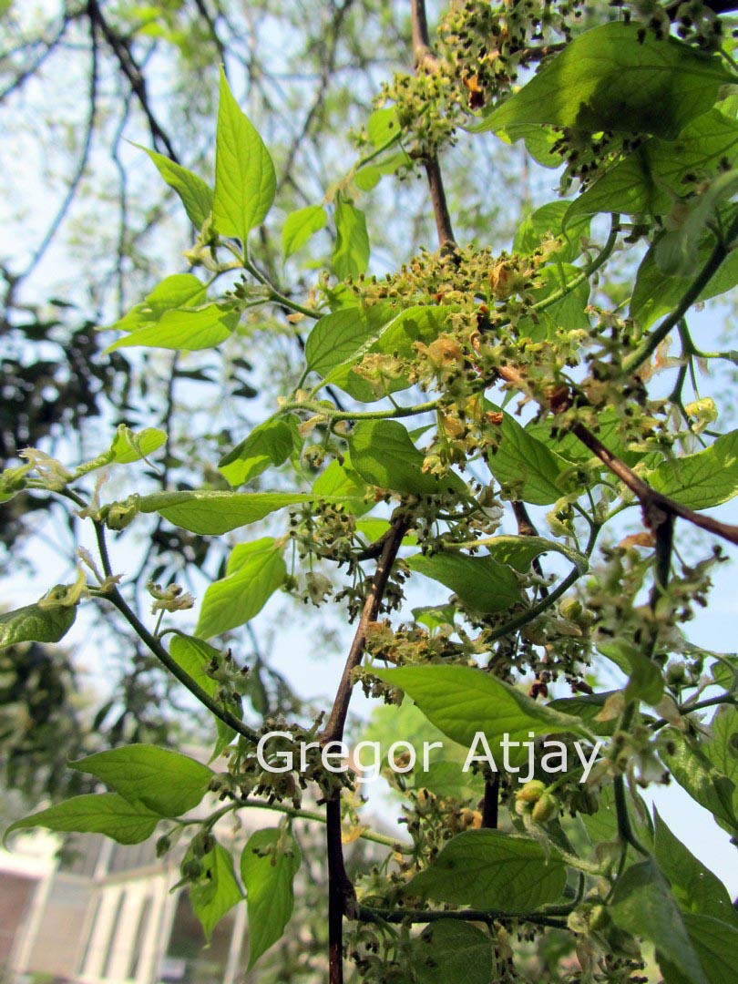 Celtis caucasica