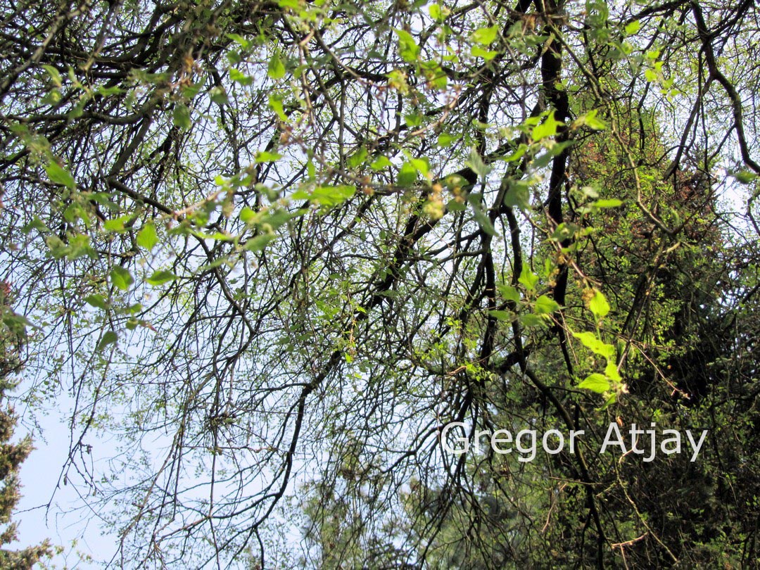 Celtis occidentalis var. reticulata