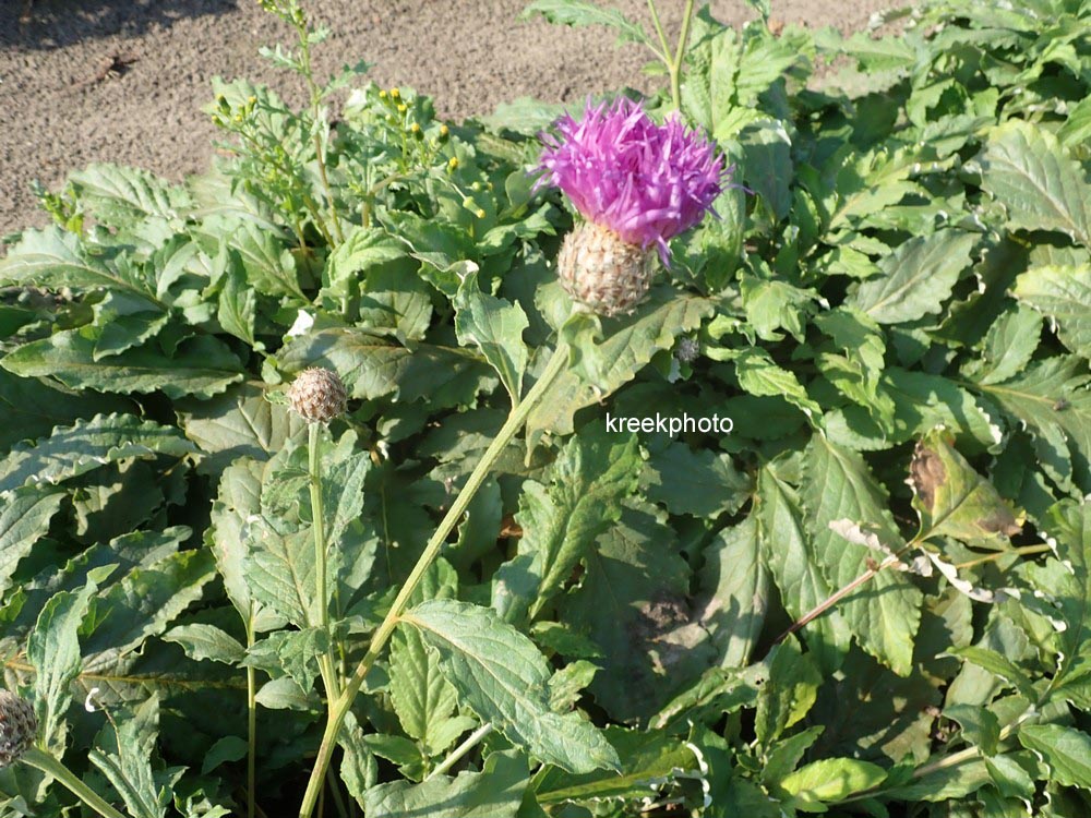 Centaurea hypoleuca 'John Coutts'