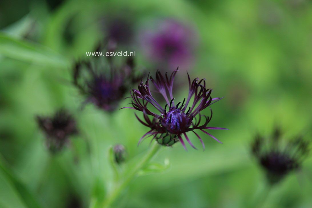 Centaurea montana 'Jordy'