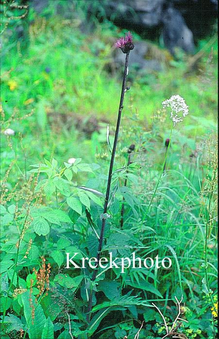 Centaurea scabiosa