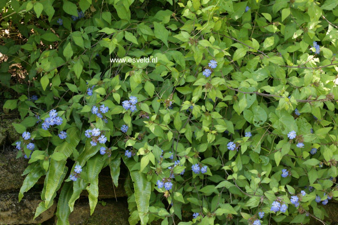 Ceratostigma griffithii