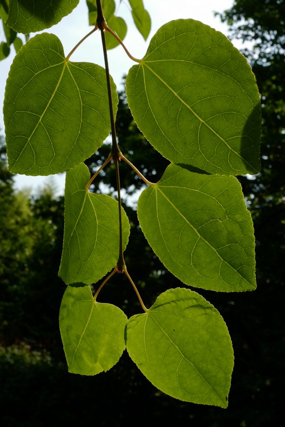 Cercidiphyllum japonicum 'Boyd's Dwarf'