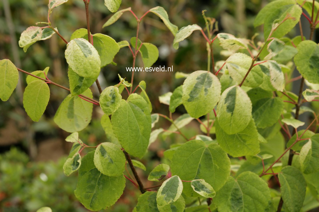 Cercidiphyllum japonicum 'Chameleon'