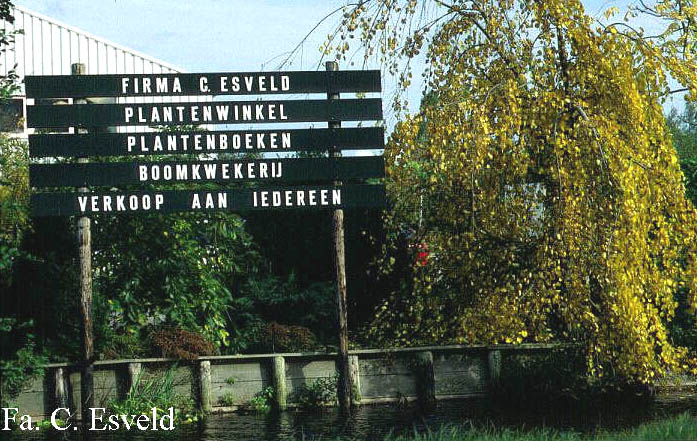 Cercidiphyllum japonicum 'Pendulum'