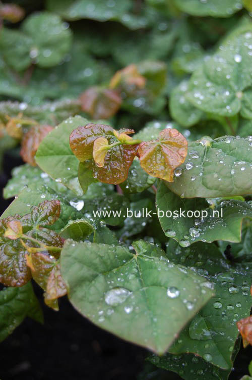 Cercis canadensis 'Litwo' (LITTLE WOODY)