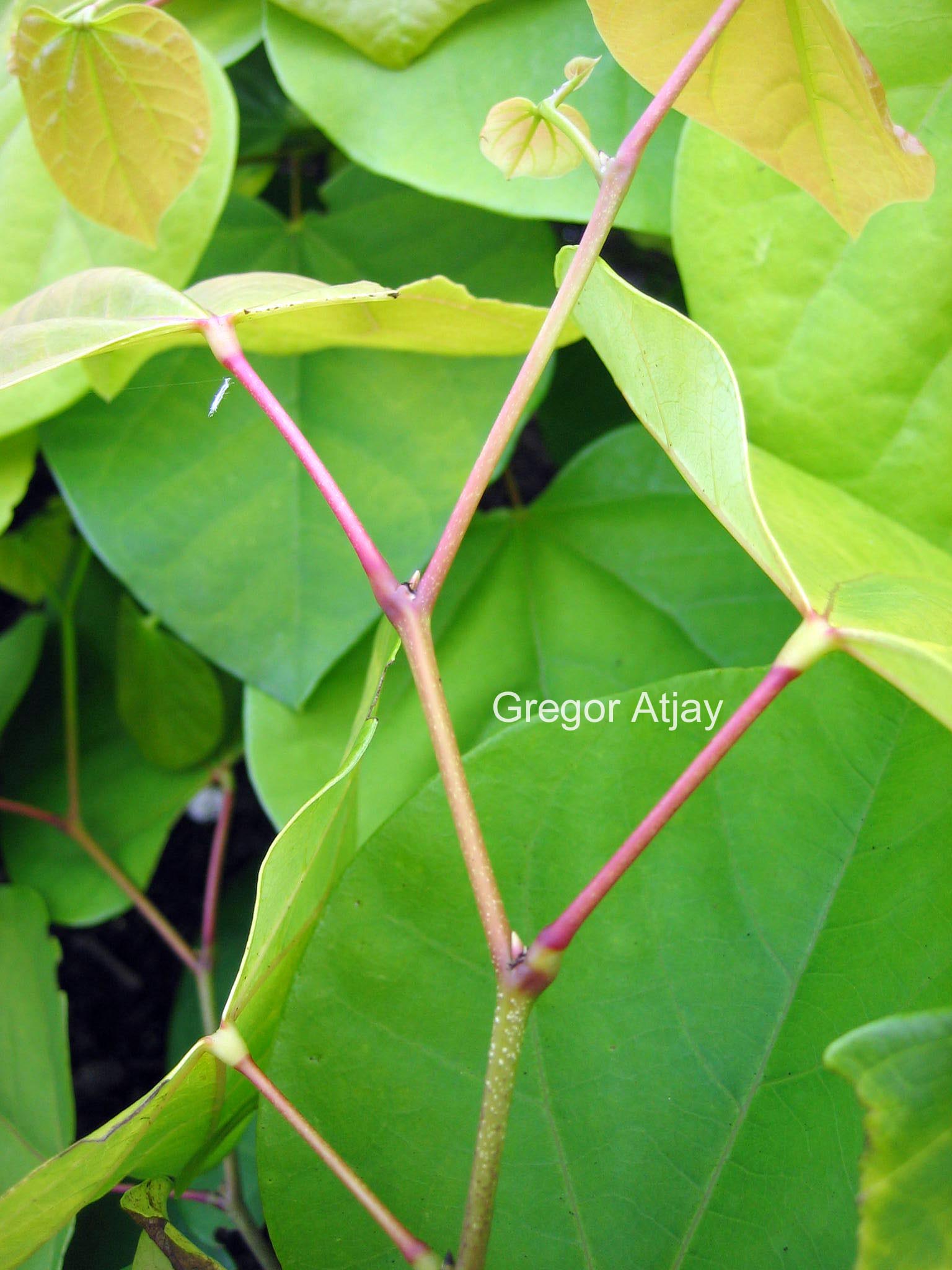 Cercis canadensis 'Melon Beauty'