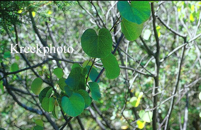 Cercis canadensis var. occidentalis