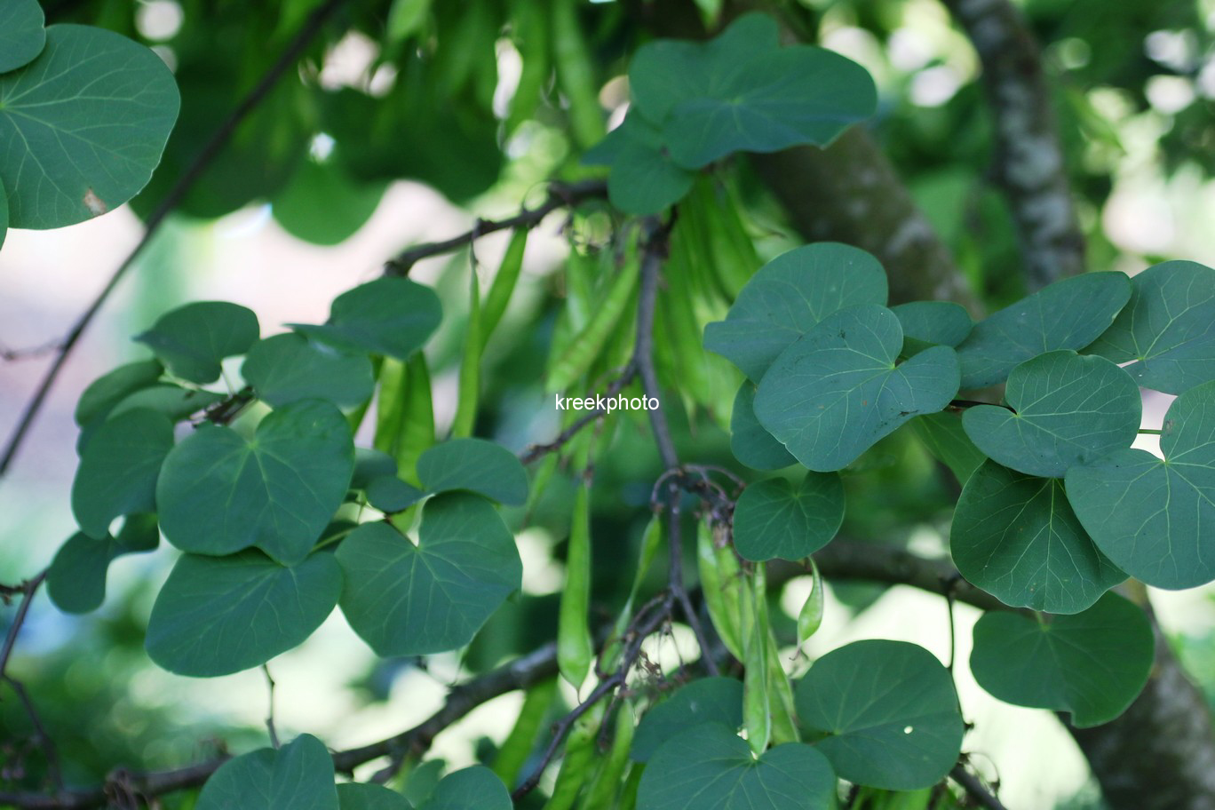 Cercis siliquastrum 'Bodnant'