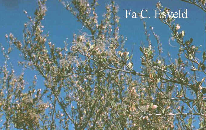 Cercocarpus ledifolius