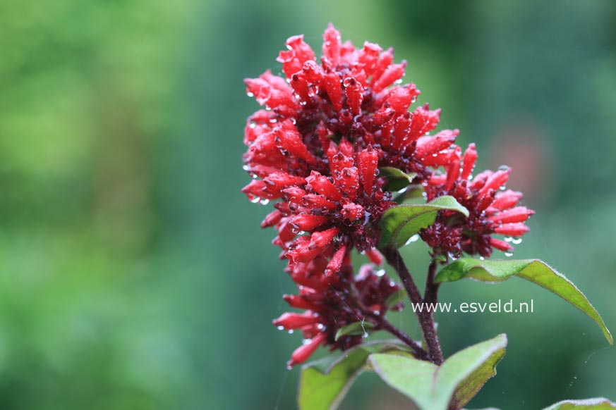 Cestrum elegans