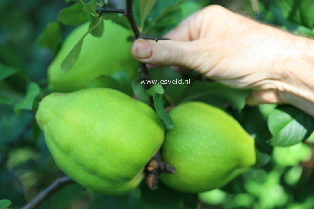 Chaenomeles cathayensis