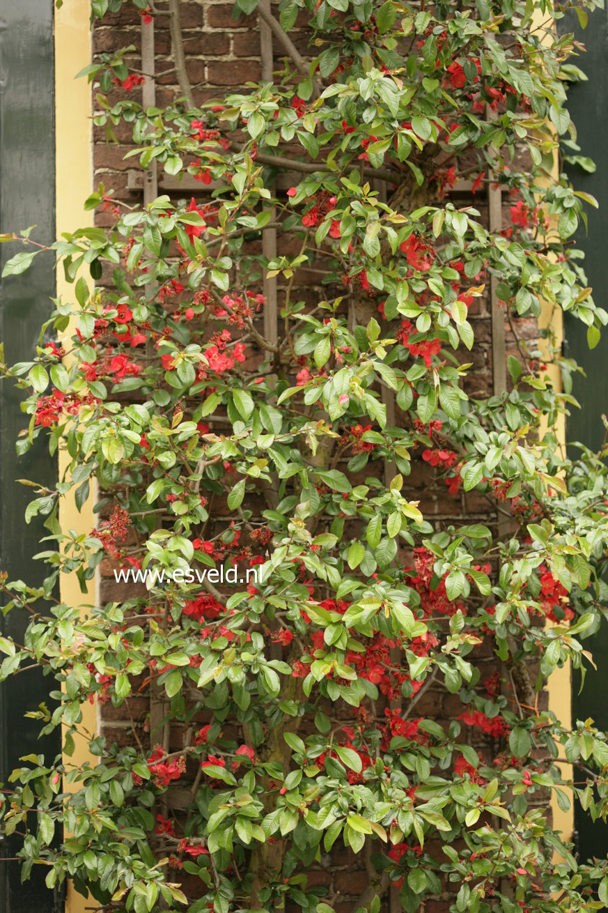 Chaenomeles speciosa