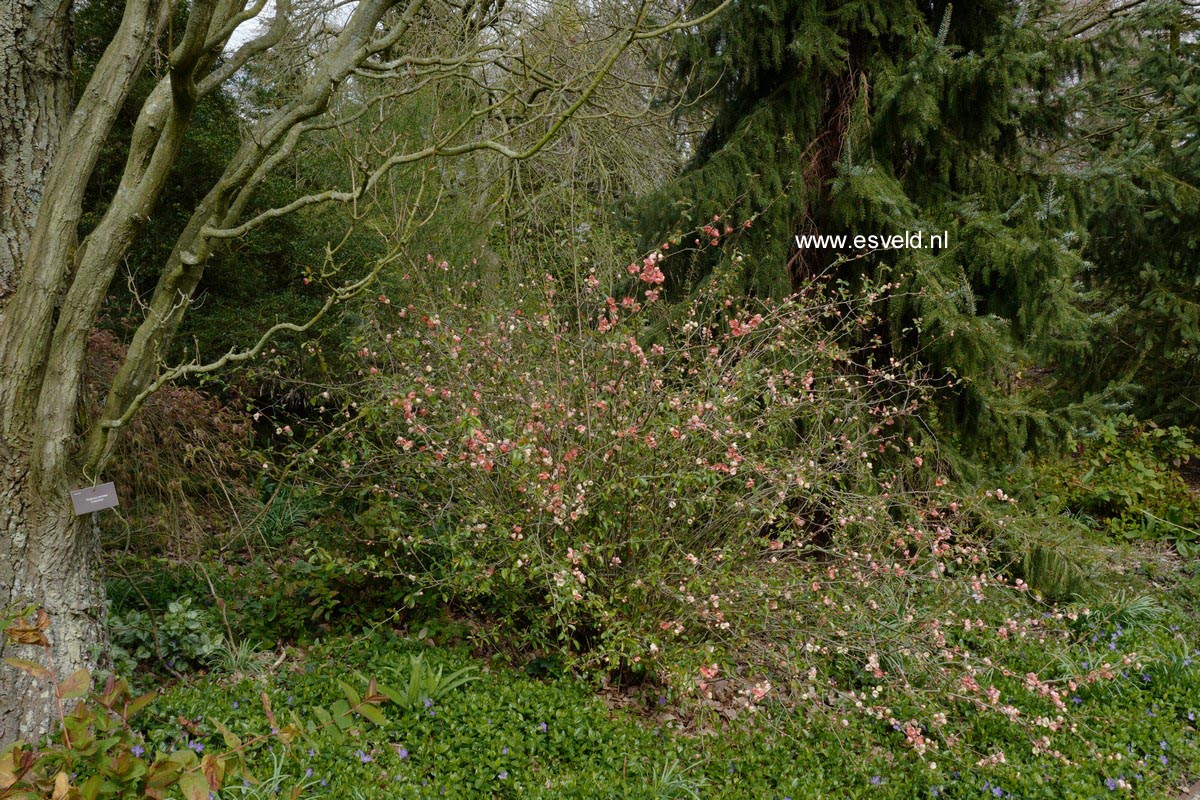 Chaenomeles superba 'Salmon Horizon'