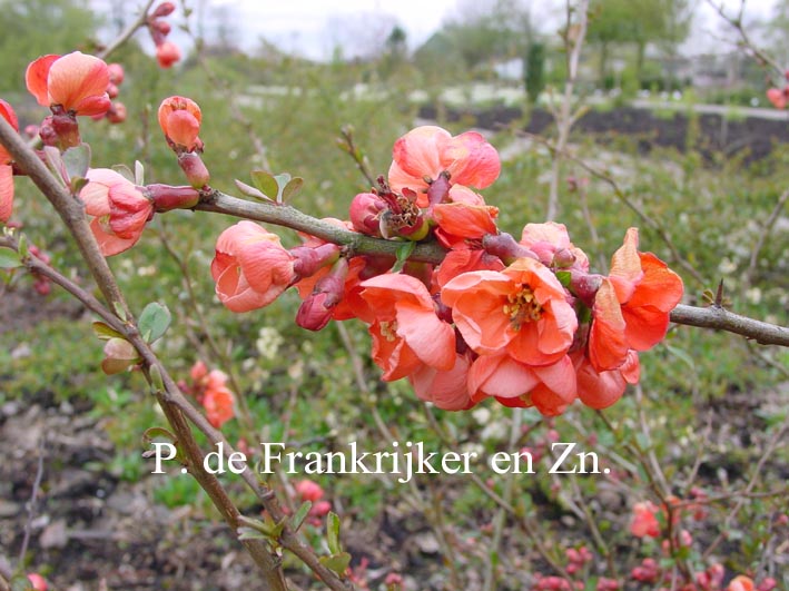 Chaenomeles superba 'Vermillon'