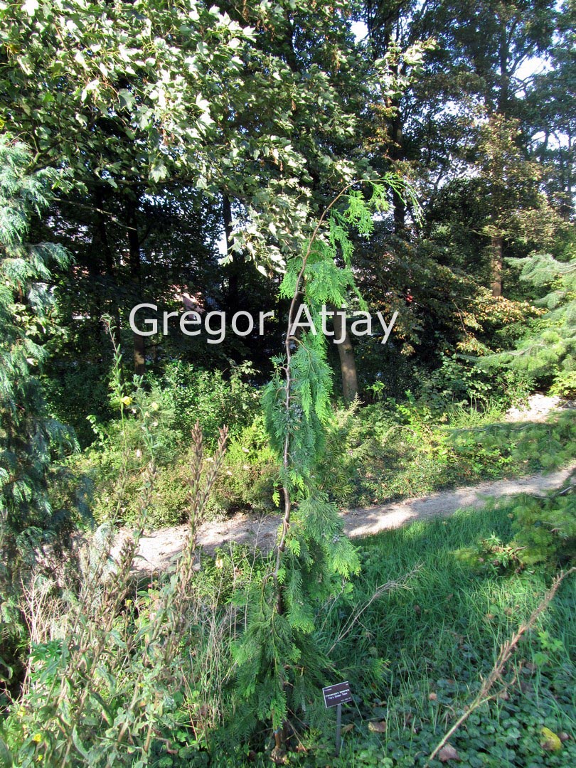 Chamaecyparis lawsoniana 'Filip's Golden Tears'