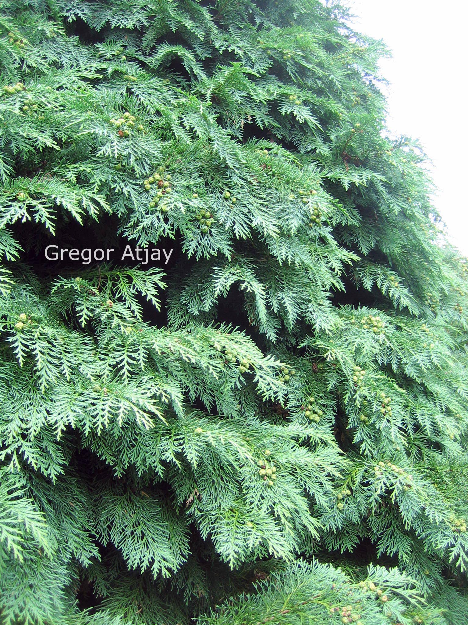 Chamaecyparis lawsoniana 'Globosa'
