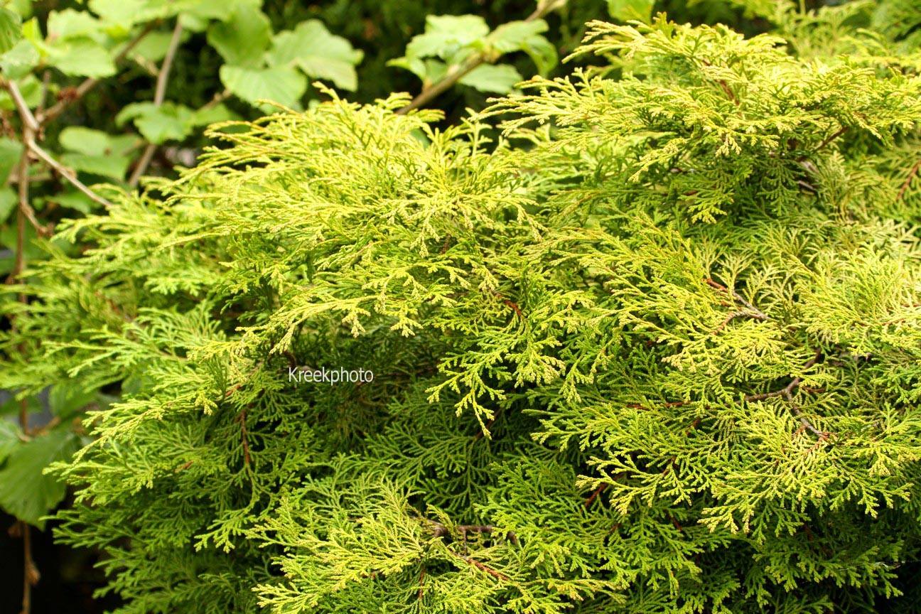 Chamaecyparis obtusa 'Chimani-hiba'