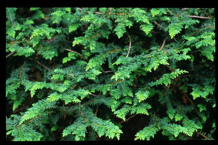 Chamaecyparis obtusa 'Filicoides'