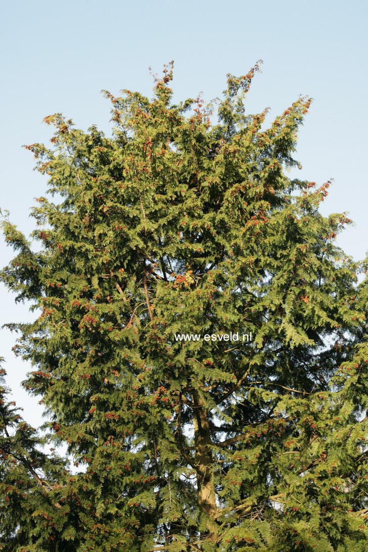 Chamaecyparis obtusa 'Green Diamond'