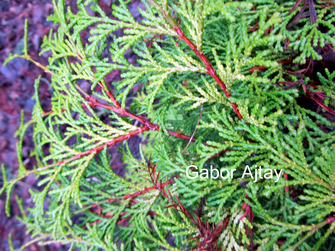 Chamaecyparis obtusa 'Kamarachiba'