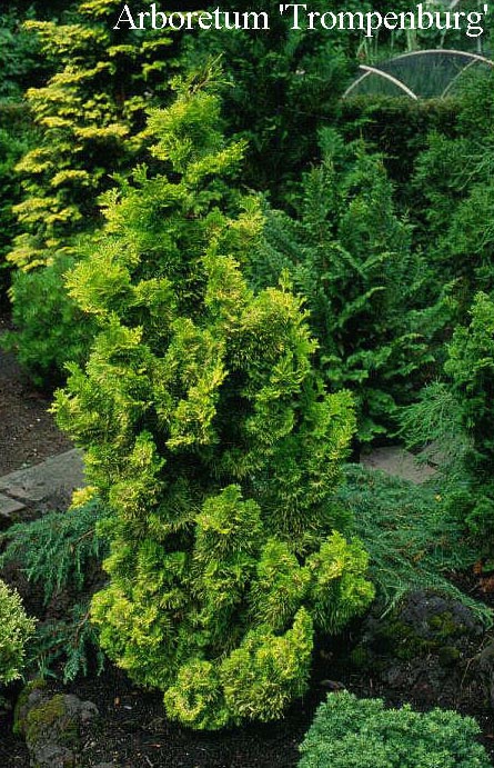Chamaecyparis obtusa 'Marian'
