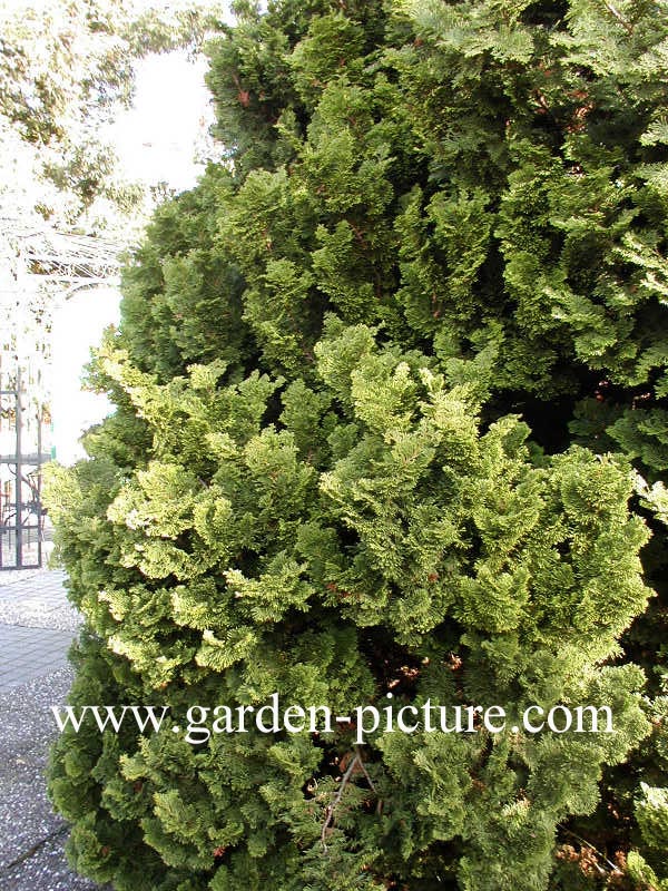 Chamaecyparis obtusa 'Nana Gracilis'