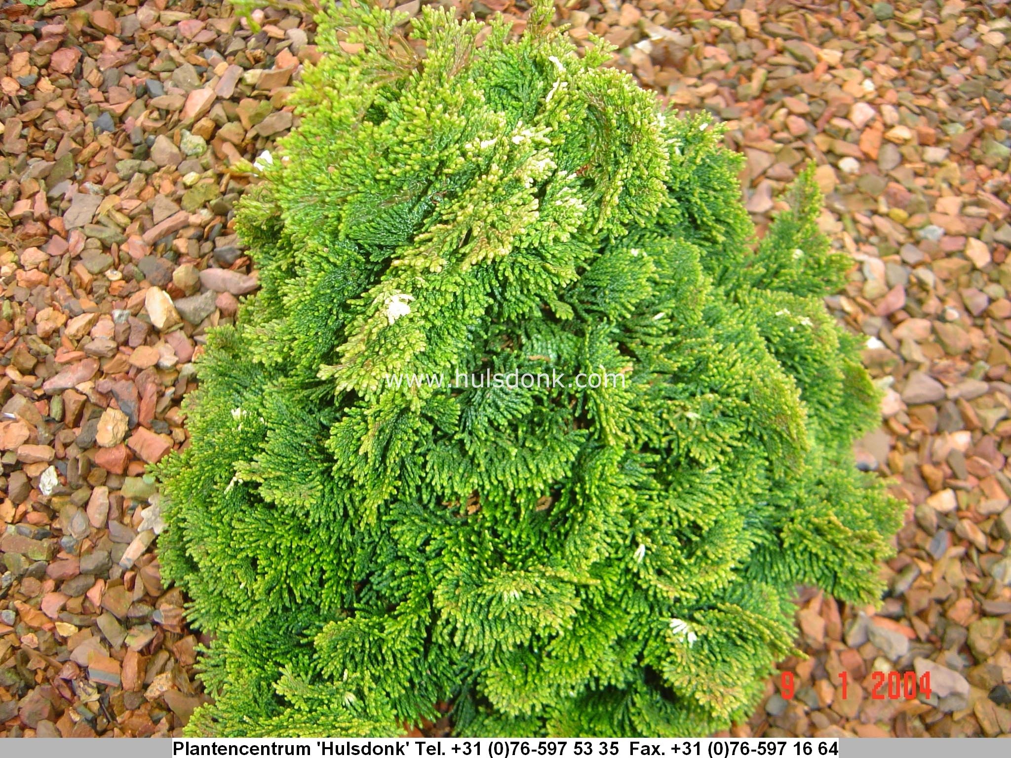 Chamaecyparis obtusa 'Snowflake'