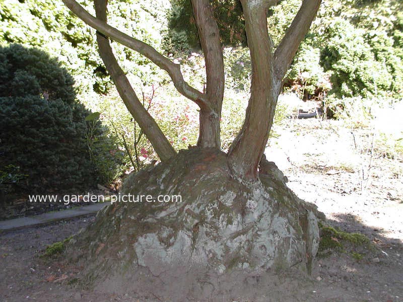 Chamaecyparis obtusa
