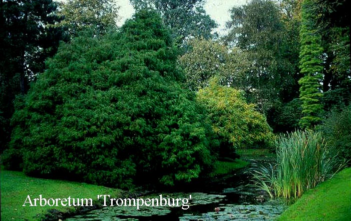Chamaecyparis pisifera 'Filifera'