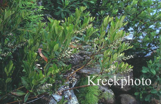 Chamaedaphne calyculata