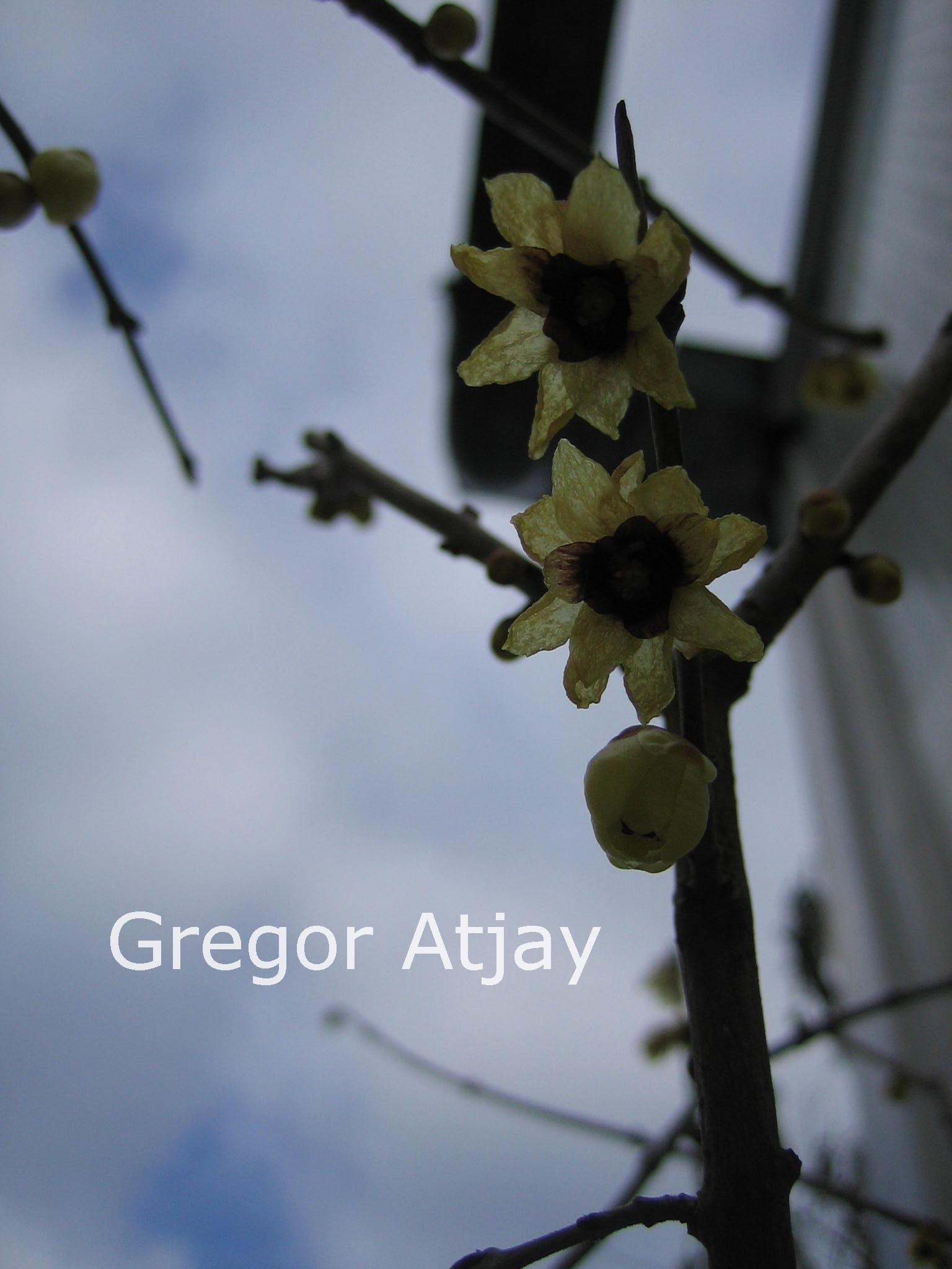 Chimonanthus yunnanensis