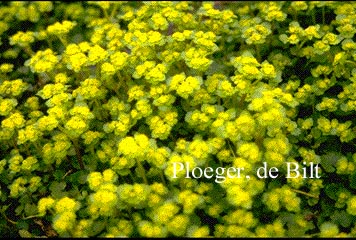 Chrysosplenium alternifolium