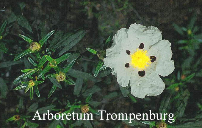 Cistus ladanifer