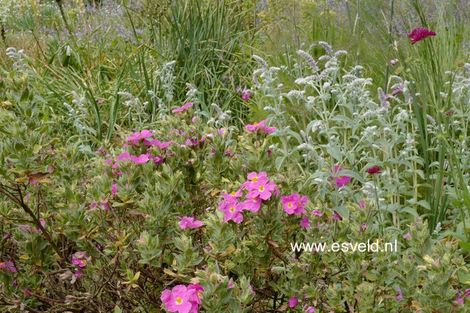 Cistus pulverulentus