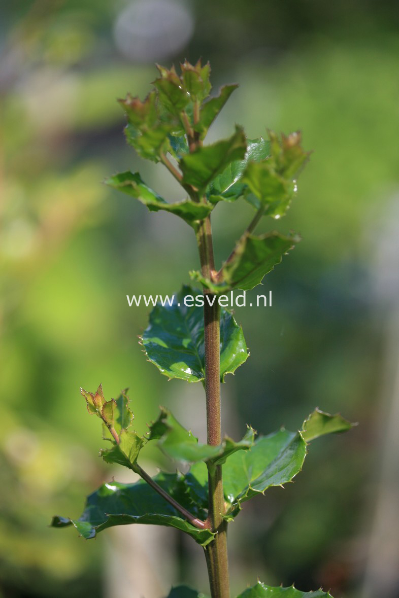 Citronella mucronata